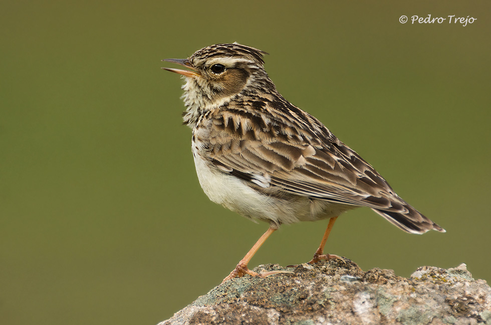 Totovía (Lullula arborea)